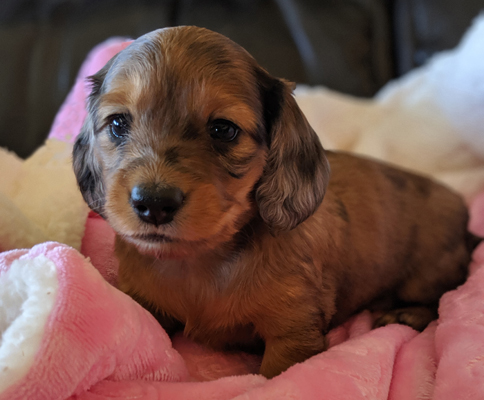 vom treuen wachter long haired mini dachshund female